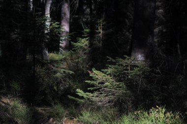 Orman manzarası detayı