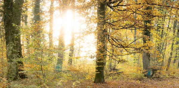 太陽の光が差し込む秋の森のパノラマビュー — ストック写真