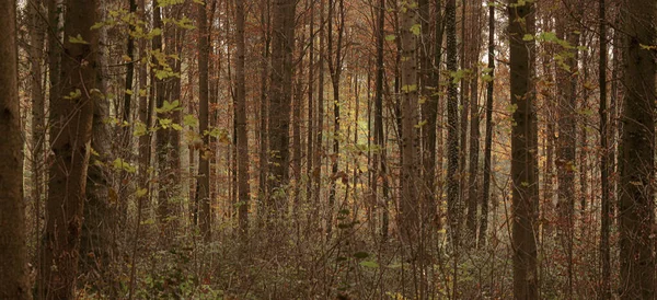 Bir Sonbahar Ormanında Ağaç Gövdeleri — Stok fotoğraf
