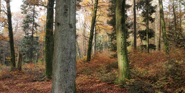 Eine Waldszene Herbst — Stockfoto