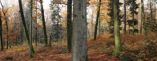 Een Bos Scene Herfst — Stockfoto