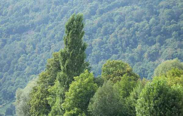 夏になると森の丘に木が茂り — ストック写真