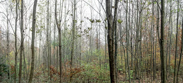 Waldlandschaft November — Stockfoto