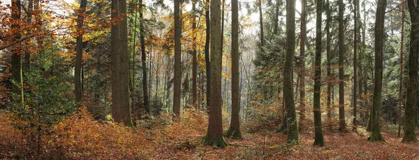 秋天的森林景观 — 图库照片