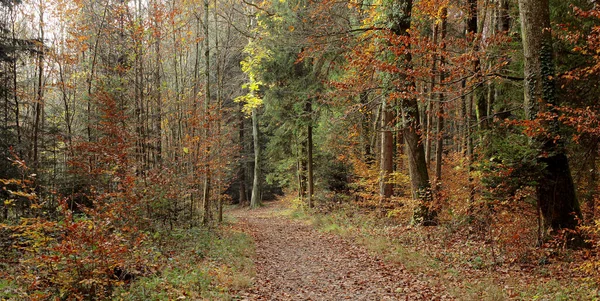 Waldszene Herbst — Stockfoto