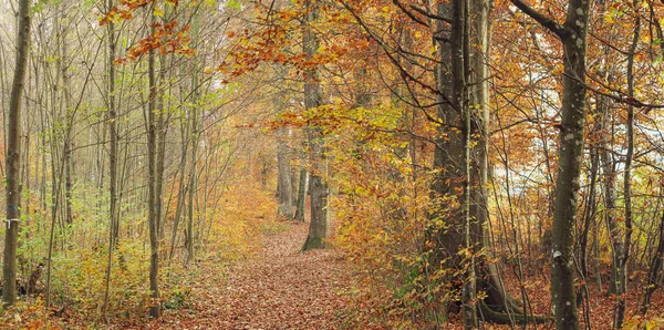 Blick Auf Einen Wald Herbst — Stockfoto