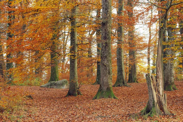 Κορμοί Δέντρων Φθινοπωρινό Δάσος — Φωτογραφία Αρχείου