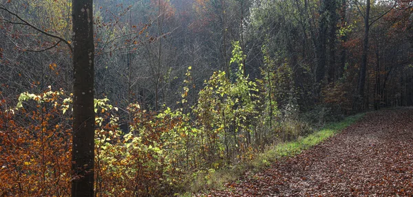 Ormandaki Bir Yol Kenarında Bitkiler — Stok fotoğraf