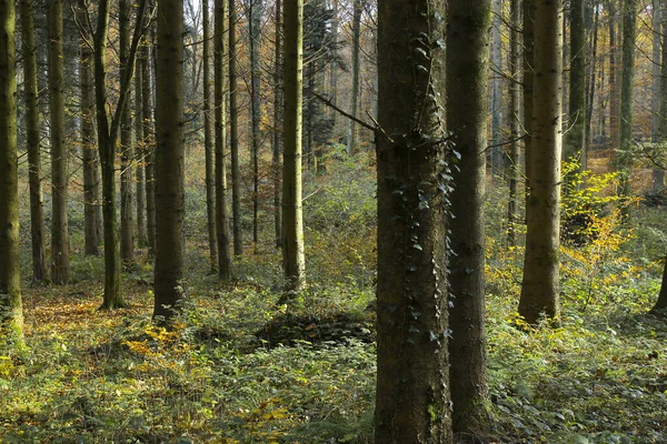 Ландшафт Различными Стволами Деревьев Лесу — стоковое фото