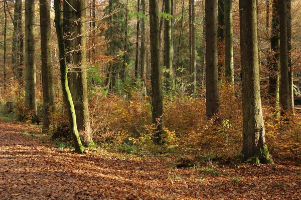 Ett Skogslandskap Hösten — Stockfoto