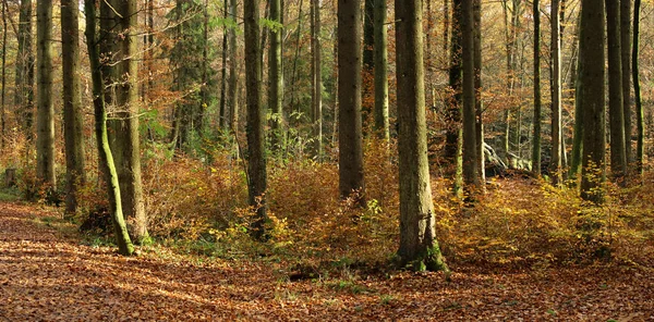 Paisaje Forestal Otoño —  Fotos de Stock