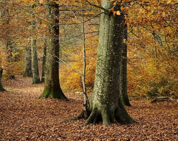 Sonbahar Renklerinde Orman Manzarası — Stok fotoğraf
