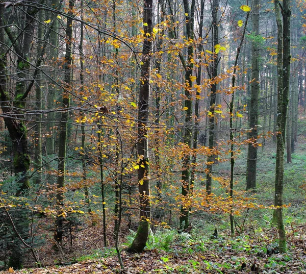 Лесной Пейзаж Осенних Цветах — стоковое фото