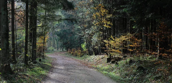 Skogsscen Med Backroad Solig Höstdag — Stockfoto