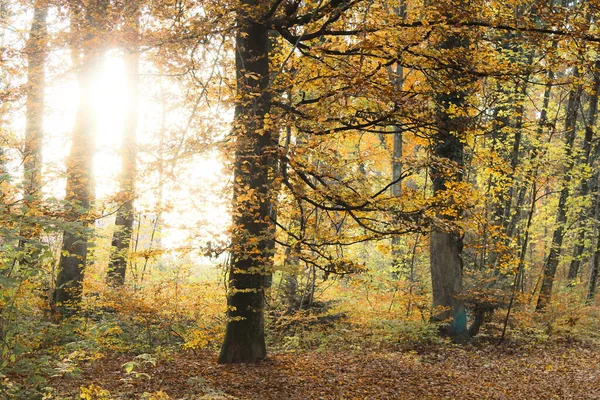Sonnenlicht Scheint Einen Herbstlichen Wald — Stockfoto