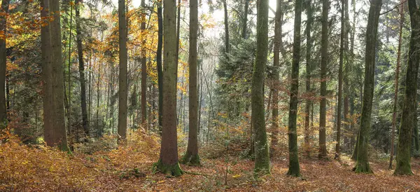 Δέντρα Του Δάσους Μια Ηλιόλουστη Μέρα Φθινόπωρο — Φωτογραφία Αρχείου