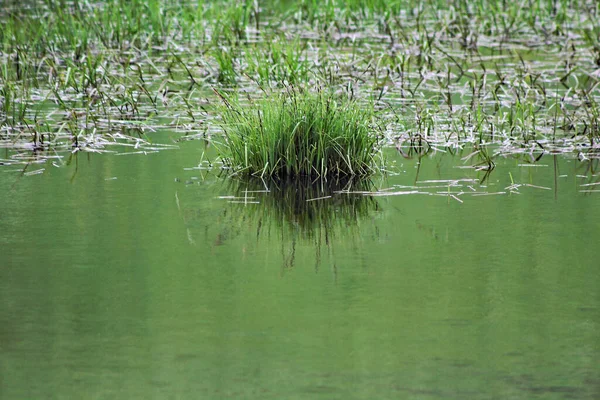 Трава Низкой Воде — стоковое фото