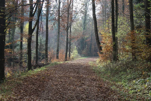 Δάσος Τοπίο Backroad Φθινόπωρο — Φωτογραφία Αρχείου