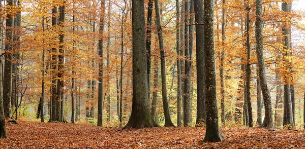Färgglada Skogslandskap Hösten — Stockfoto