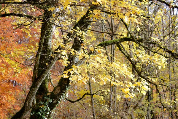 Sonbaharda Bir Ağacın Dalları Yaprakları — Stok fotoğraf