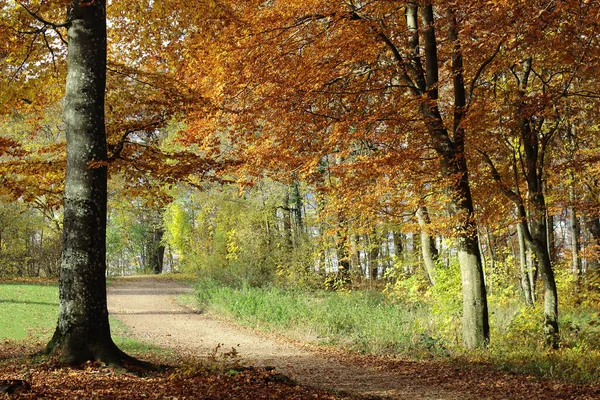 Skogslandskap Med Backroad Hösten — Stockfoto