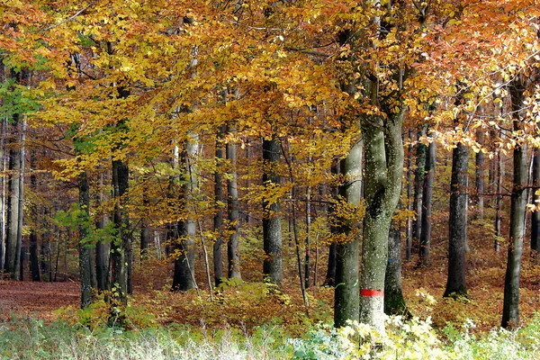 Sonbaharda Renkli Orman Ağaçları — Stok fotoğraf