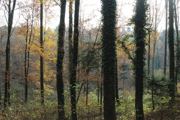 Een Boslandschap Herfst — Stockfoto