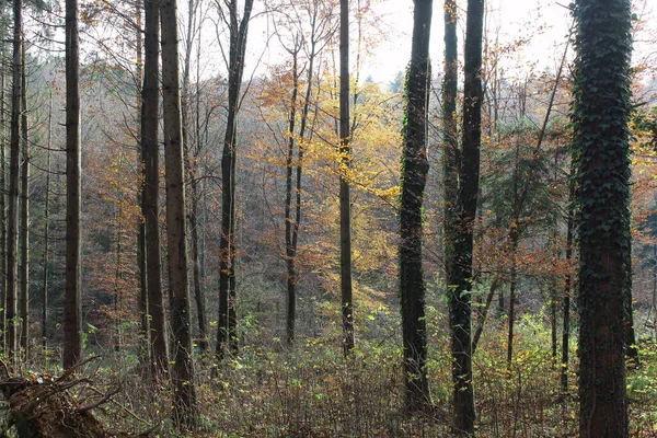 Uma Paisagem Florestal Outono — Fotografia de Stock