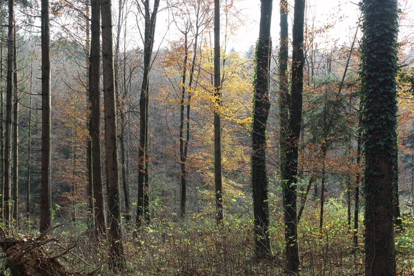 Paisaje Forestal Otoño —  Fotos de Stock