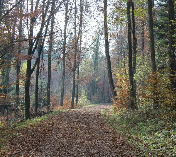 Лісові Пейзажі Передньою Частиною Восени — стокове фото