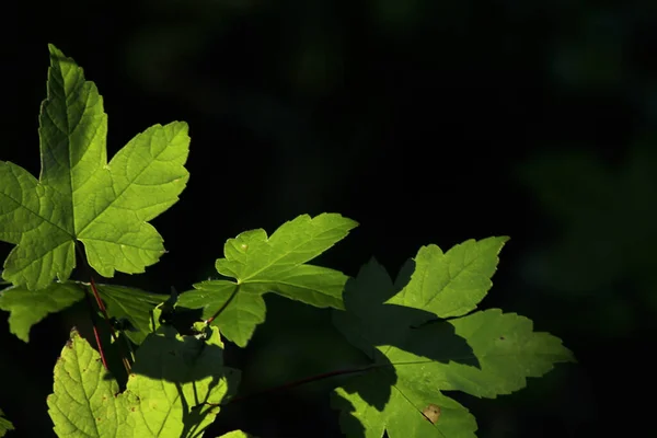 Primo Piano Foglie Illuminate Dal Sole Una Foresta — Foto Stock