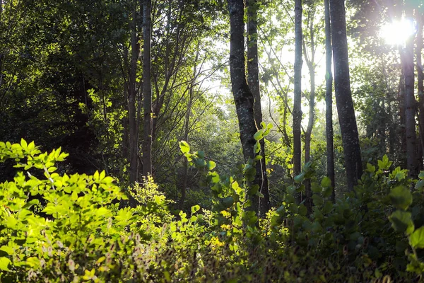 Φως Ένα Δάσος Καλοκαίρι — Φωτογραφία Αρχείου