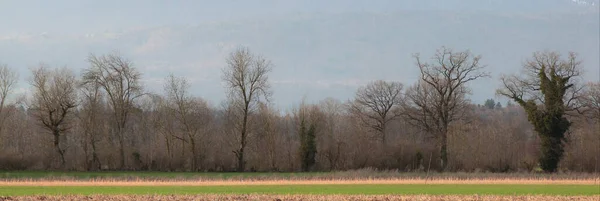 畑や木のパノラマビューは — ストック写真