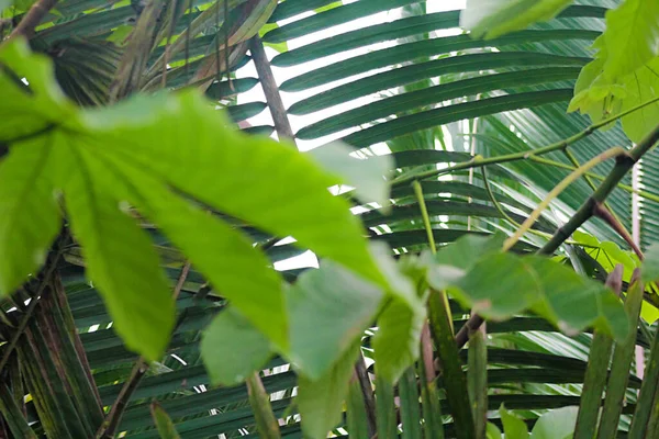 Primo Piano Foglie Una Foresta Tropicale — Foto Stock