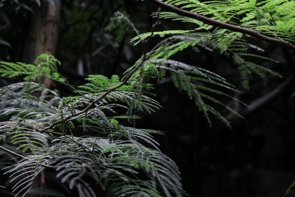 Foglie Piante Forestali Tropicali — Foto Stock