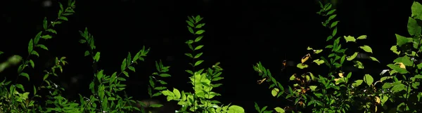 Panoramautsikt Över Solbelysta Skogsväxter Sommaren — Stockfoto