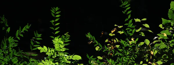 Πανοραμική Θέα Των Ηλιόλουστων Δασικών Φυτών Καλοκαίρι — Φωτογραφία Αρχείου