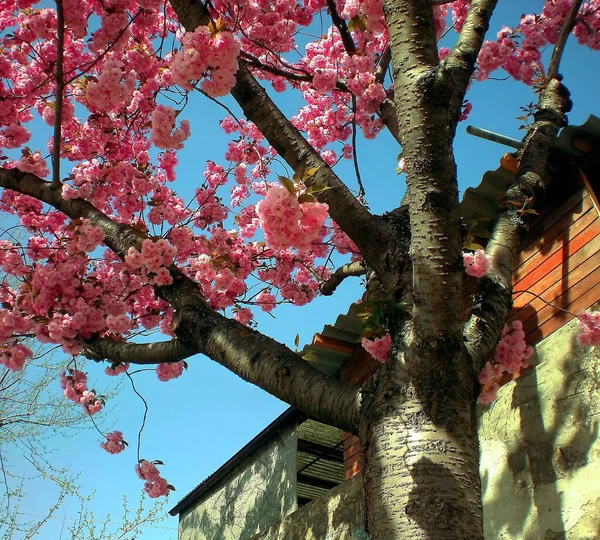 Branches Blooming Cherry Tree — Stock Photo, Image