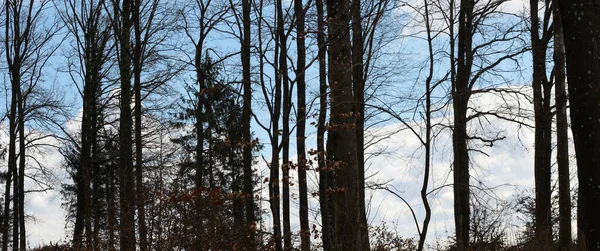 Panorama Forest Tree Silhouettes — Stock Photo, Image