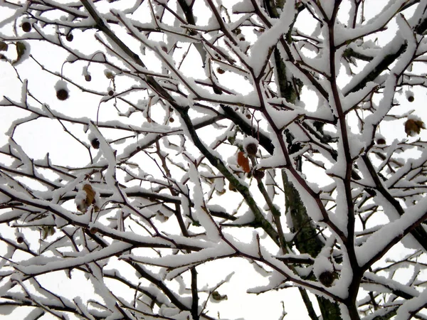 盖在雪地上的树枝上 — 图库照片