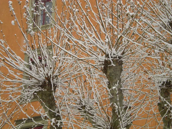 盖在雪地上的树枝上 — 图库照片