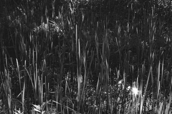 Close Grass Stalks Pond — Stock Photo, Image