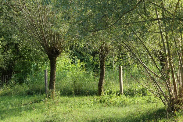 Yazın çayırdaki ağaçlar