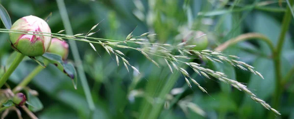 Nahaufnahme Von Gras Und Blumen Auf Einer Wiese — Stockfoto