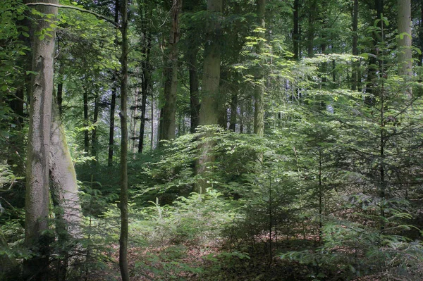 Yazın Orman Sahnesi — Stok fotoğraf