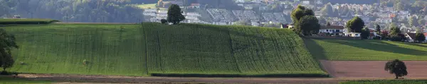 Paysage Rural Avec Champ Arbre — Photo