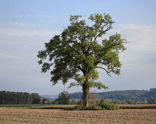 畑の一本の木の眺め — ストック写真