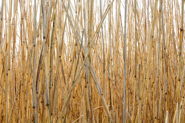 Perto Junco Uma Margem Lago — Fotografia de Stock