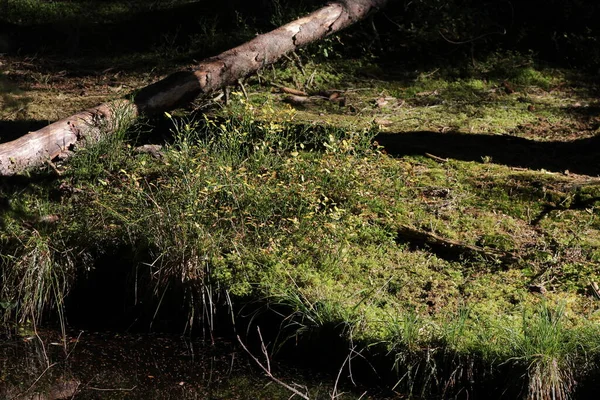 Log Door Een Natuurlijke Oever Van Het Meer — Stockfoto