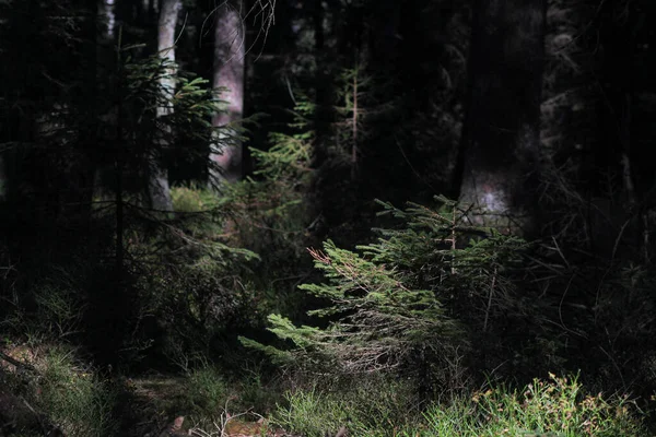 Ein Detail Der Waldkulisse — Stockfoto